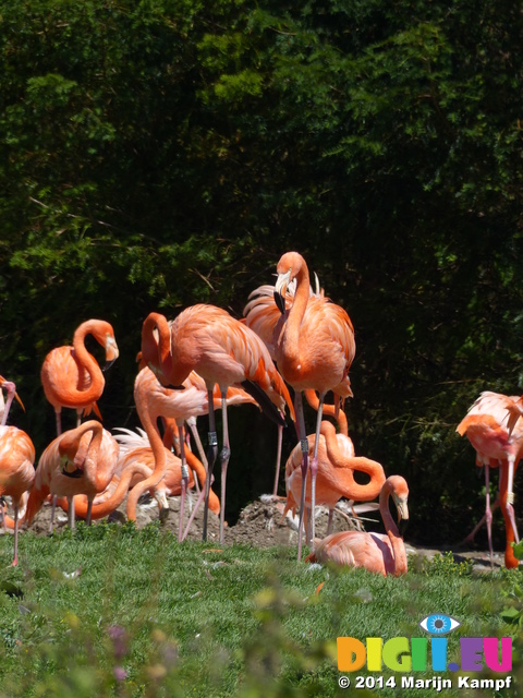 FZ005816 Caribbean Flamingos (Phoenicopterus ruber)